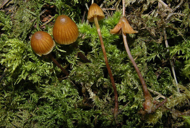 Galerina da determinare n�10.